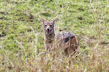 Black-backed jackal, canis mesomelas, side view. Walking through the bush in the Masai Mara, Kenya