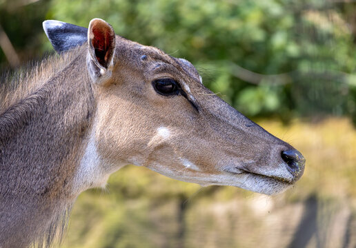 Nilgai (Boselaphus tragocamelus) Female Nilgai is the largest antelope in Asia.