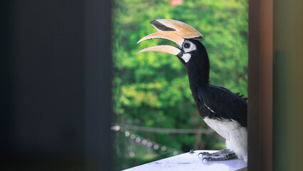 Hornbills (Bucerotidae) are a family of bird found in tropical and subtropical Africa, Asia and...