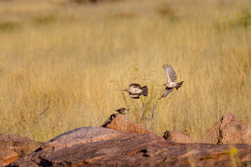 Benguela long-billed lark