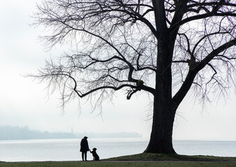 magnificent tree in winter at the lake - leafless, foggy, black contrasts, loneliness; in the backlight a person with a friendly dog