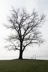 magnificent tree in winter at the lake - leafless, foggy, black contrasts, loneliness