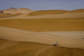 Fototapeta na wymiar Shovel-snouted lizard on the dune of the Namib desert