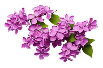 Fototapeta na wymiar Cluster of Purple Flowers With Green Leaves. A cluster of vibrant purple flowers with delicate green leaves intertwined, creating a beautiful natural composition.