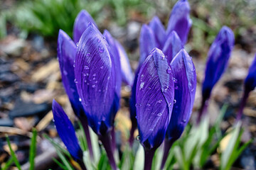 Bunch of purple crocus flowers in spring
