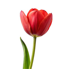 Isolated Red Tulips on White Background, a Beautiful Bouquet of Fresh Spring Flowers in Vibrant Shades of Red and Pink, Representing Nature's Beauty and Love