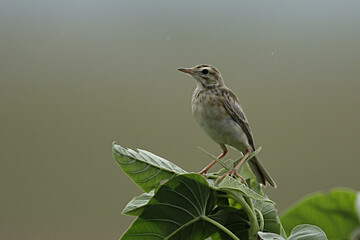 Common Pipit (Anthus) is mostly seen at the open area of Koshi tappu wildlife reserve.