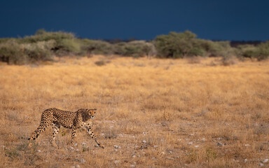 Cheetah on the hunt