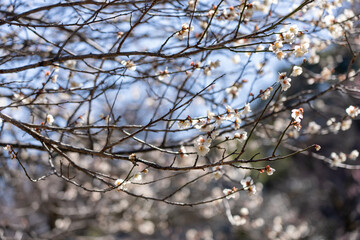 Fototapeta na wymiar Plum blossoms blooming in the Hundred Herb Garden_101