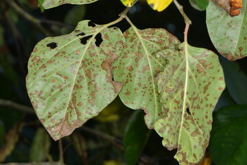 Blattbräune an Quitte,  Diplocarpon mespili an Quittenblättern