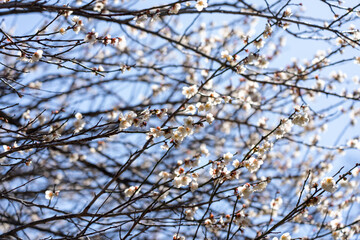 Plum blossoms blooming in the Hundred Herb Garden_100
