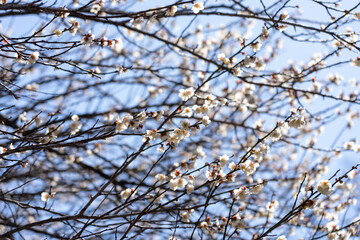 Fototapeta na wymiar Plum blossoms blooming in the Hundred Herb Garden_97