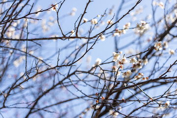 Fototapeta na wymiar Plum blossoms blooming in the Hundred Herb Garden_95
