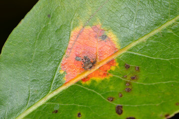 Birnengitterrost,  Gymnosporangium sabinae, Schadbild auf der Blattoberseite