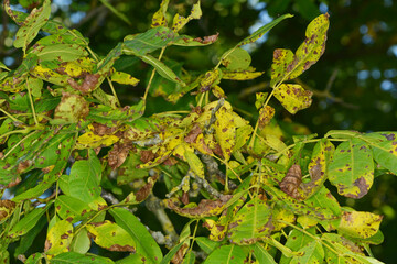 Marssonina-Krankheit,  Walnuß,  Gnomonia leptostyla Fr. befallene Blätter