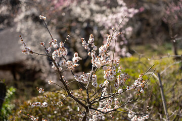 Plum blossoms blooming in the Hundred Herb Garden_93
