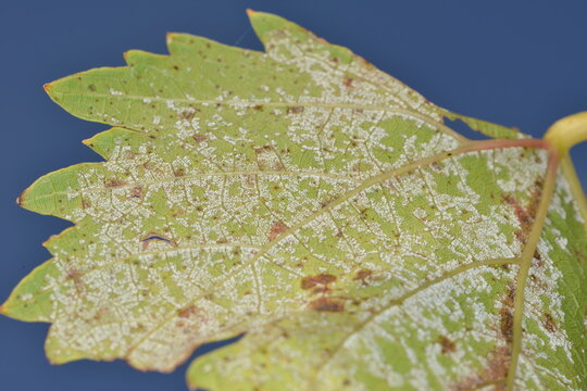 Falscher Mehltau der Rebe, Rebenperonospora,  Plasmopara viticola an Rebblättern