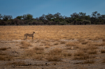 Naklejka premium Cheetah on the hunt