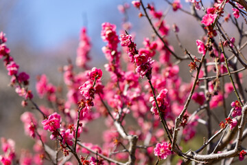 Pink Plum blossoms blooming in the Hundred Herb Garden_77