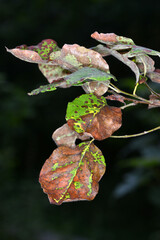 Blattbräune an Quitte,  Diplocarpon mespili an Quittenblättern