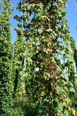 Fototapeta premium Hopfenwelke, Verticillium-Welke, Verticillium dahliae, Hopfenstöcke