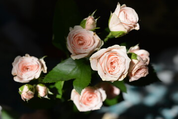 Elegant yellow pink small roses with green leaves, natural fresh chic rose pink cream color on black background.