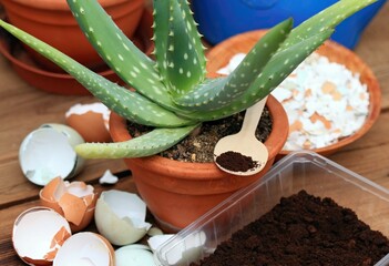 Coffee grounds and crushed eggshells for plants and flowers better growing. Organic and cheap way...