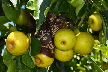 Moniliafäule,  Monilia fructigena an  Nashifrüchten