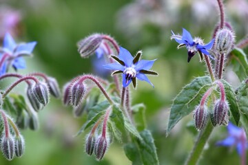Borage, lat Borago officinalis, blue flowers in bloom. Borago starflower is favorite medicinal herb with edible flowers.