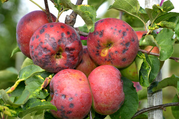 Apfel,  Malus domestica,  Admiral,  Stippe