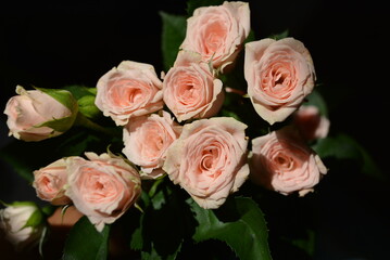 Elegant yellow pink small roses with green leaves, natural fresh chic rose pink cream color on black background.