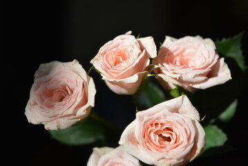 Elegant yellow pink small roses with green leaves, natural fresh chic rose pink cream color on black background.