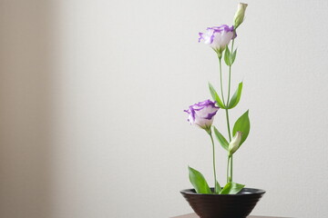 白と紫のトルコキキョウの生花