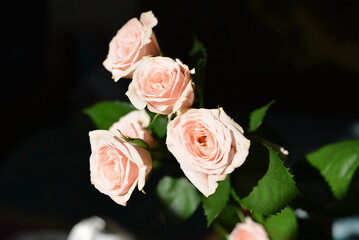 Elegant yellow pink small roses with green leaves, natural fresh chic rose pink cream color on black background.