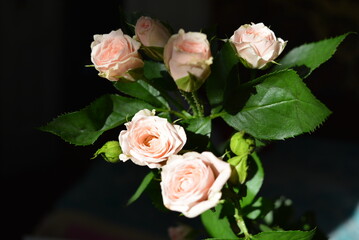 Elegant yellow pink small roses with green leaves, natural fresh chic rose pink cream color on black background.