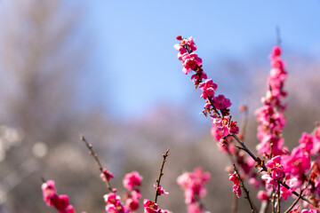 Pink Plum blossoms blooming in the Hundred Herb Garden_74