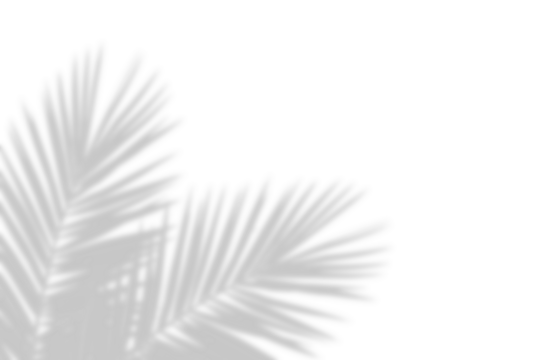 Palm leaves leaf shadow overlay effect