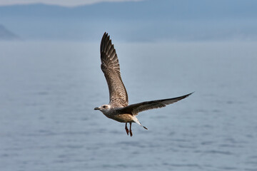 Obraz premium Seagulls flying over the Cies Islands in Vigo, Galicia, Spain