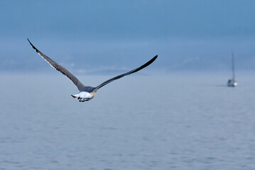 Seagulls flying over the Cies Islands in Vigo, Galicia, Spain