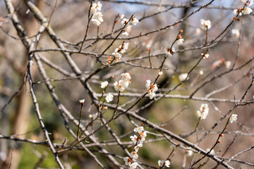 Plum blossoms blooming in the Hundred Herb Garden_64