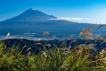 高台からススキ越しに望む富士山 - obrazy, fototapety, plakaty