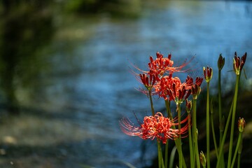 小川沿いに咲く彼岸花