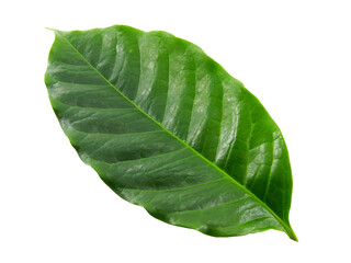 Obraz premium green leaf isolated on white background.