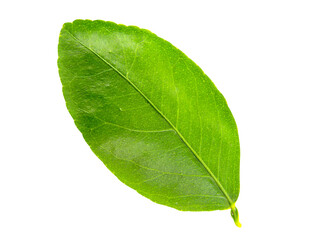 Obraz premium green leaf isolated on white background.