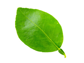 green leaf isolated on white background.