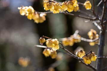 Yellow Plum blossoms blooming in the Hundred Herb Garden_57