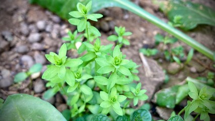 plants in a garden