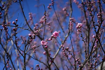 ピンクの梅の開花