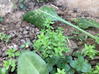 plants growing in the garden