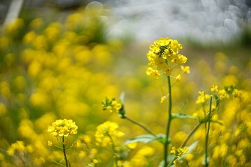 Obraz premium 河原に咲く菜の花